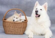 هل يجب أن يكون لدى الكلاب تأمين على الحيوانات الأليفة؟